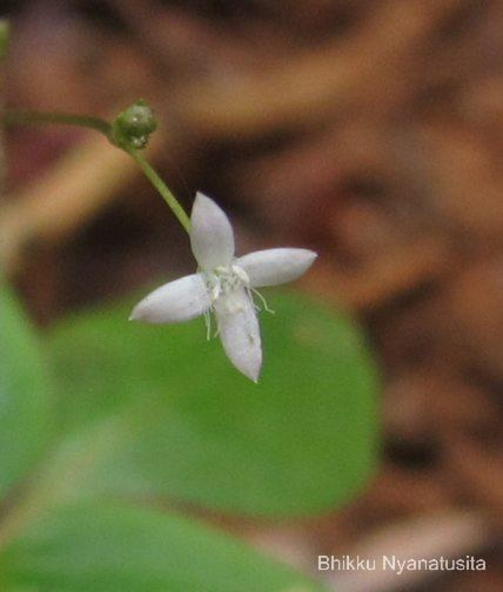 Debia ovatifolia (Cav.) Neupane & N.Wikstr.